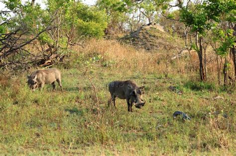 Warthog Kruger National Park South Africa Stock Photo Image Of Game