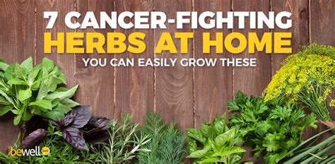 Why Growing Your Own Cancer Healing Herbs Is A Must Bewellbuzz