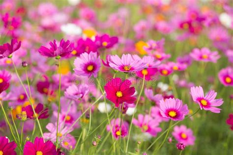 Pink Cosmos Flower Fields Stock Photo Image Of Plant 63238230