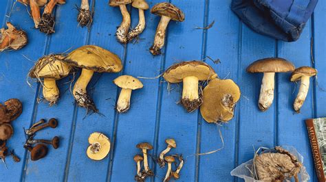 Food Claiming To Have ‘wild Mushrooms’ Rarely Does Theu