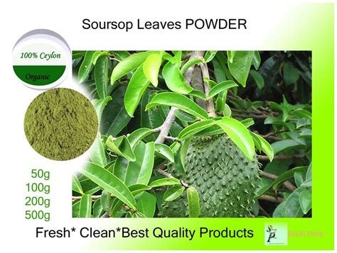 Soursop leaves are a natural treatment for arthritis pain.treatment of diabetes:the limit of normal sugar levels ranges from 70 mg to 120 mg. SOURSOP LEAVES POWDER (Guanabana )CEYLON MORE HEALTH ...