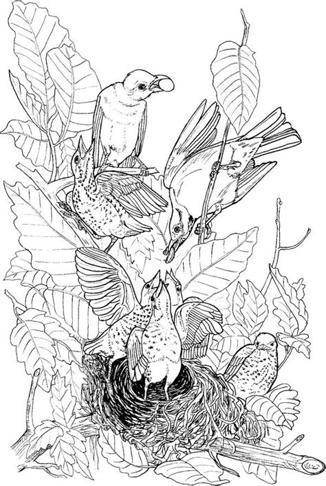 We also have coloring pages of squirrels, butterflies, insects, and many other birds. Robin Nest Coloring Page : Kids Play Color