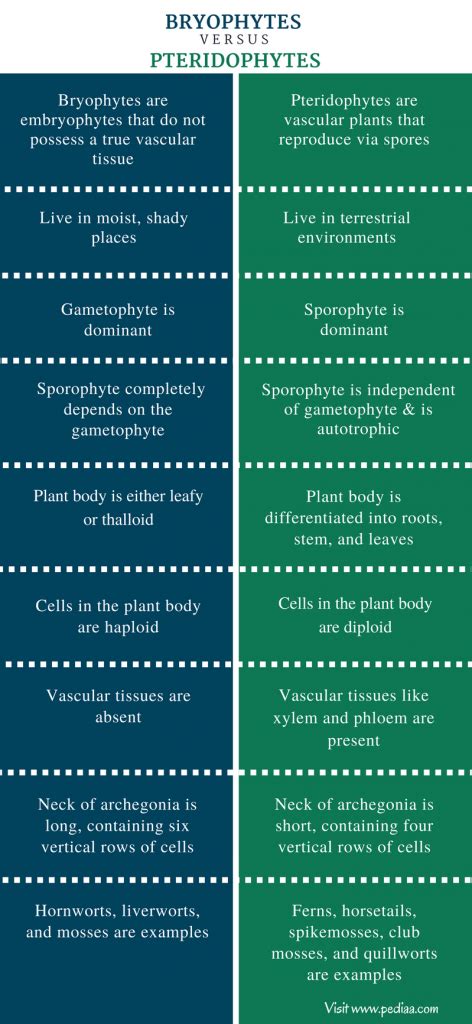 Difference Between Bryophytes And Pteridophytes Definition Structure