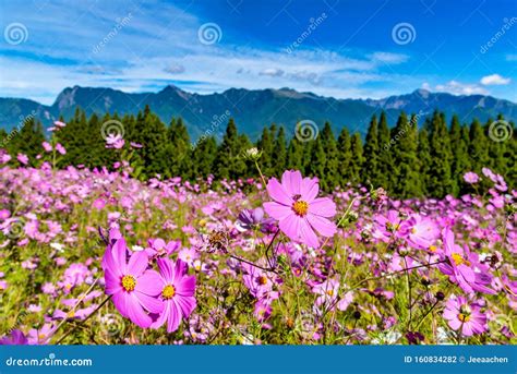 Beautiful Cosmos In Full Bloom Stock Photo Image Of Plant Beautiful
