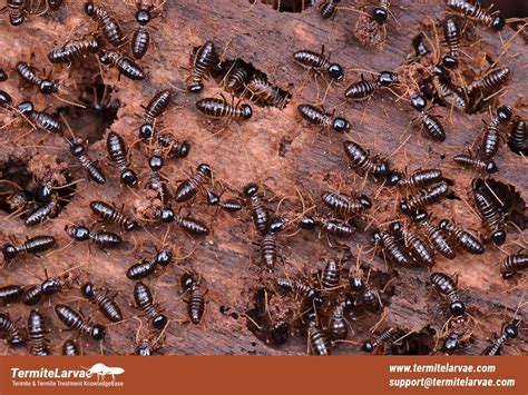 What Do Termites Look Like Identify 3 Distinct Castes Of Termites