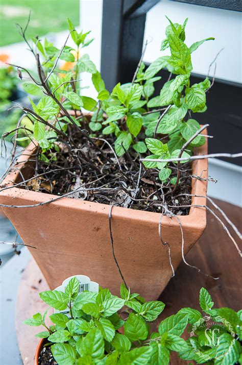 How To Grow A Kitchen Herb Garden Stonegable