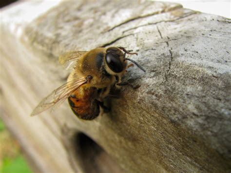 The Incredible Ways Bees See The World Around Them