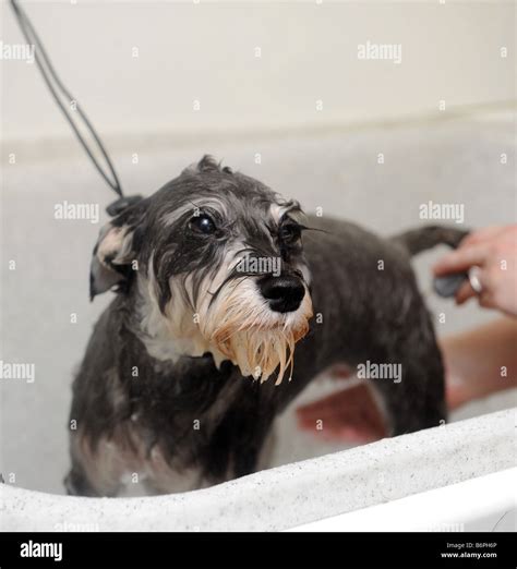 Mini Schnauzer Dog Being Washed At The Dog Groomers Stock Photo Alamy