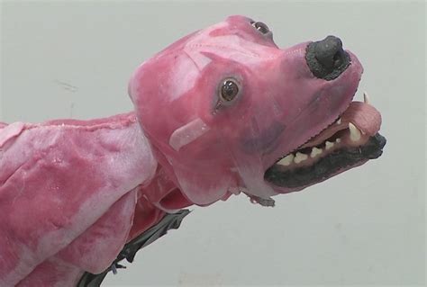 Very Weird Looking Synthetic Dog For Surgical Training Boing Boing