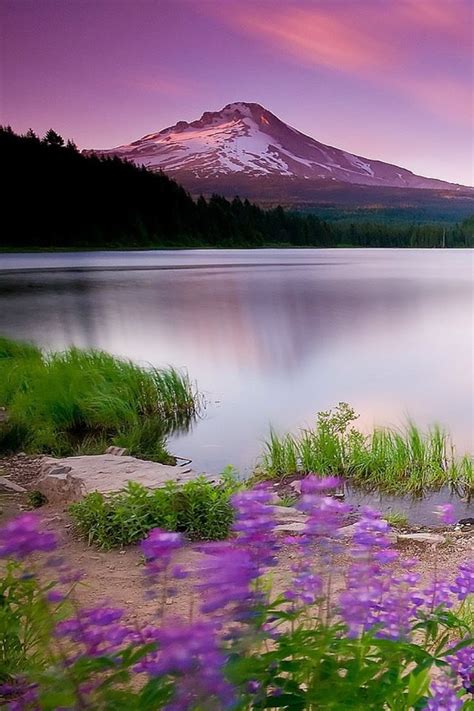 Mountain Lake And Flowers Iphone 4s Wallpapers Free Download