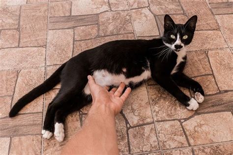 Pregnant Cat Nipples Vs Normal Cat Nipples How To Tell The Difference
