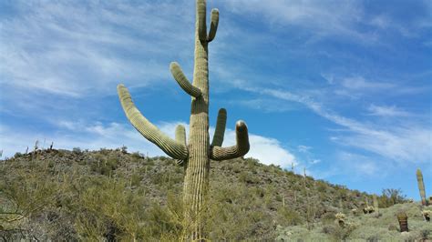 Cactus wren on a saguaro cactus.2 of 2. Cave Creek Regional Park | Saguaro, Cave creek, Hiking