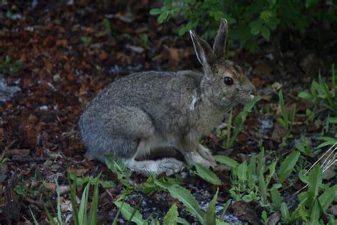 27 Plants That Repel Rabbits Happy Diy Home