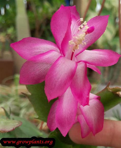 50 ways to decorate with fresh christmas greenery. Christmas cactus - How to grow & care