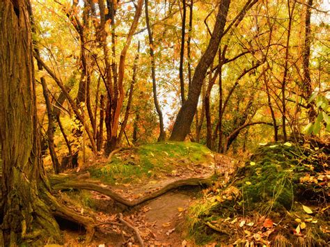Nature Trees Forests Leaves Trail Roots Wallpapers HD Desktop