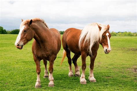 Belgian Draft Horse Vs Clydesdale See The Difference