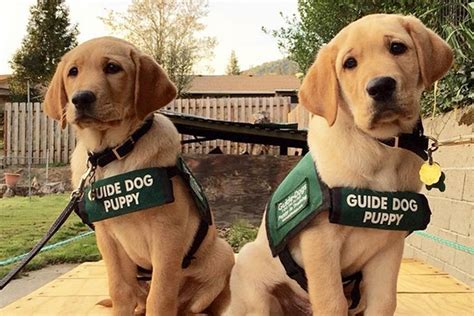 Jotidesigns Guide Dogs For The Blind Massachusetts