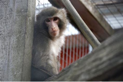 Darwin Has Lived At Story Book Farm Primate Sanctuary Since A Court