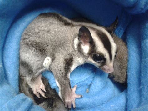 Still a bit crabby in their pouch but will be fine once warmed up to their new owners. Male Sugar Glider Joey For Sale | Ely, Cambridgeshire ...