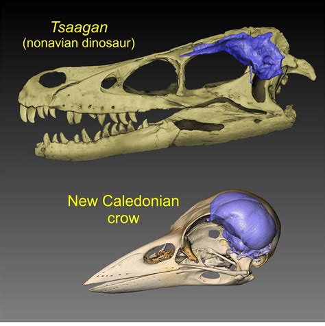 Researchers Traces The History Of Brain Evolution From Tyrannosaurs To Modern Crows
