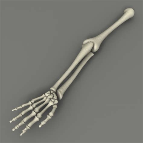 skeleton arm bones 3d max