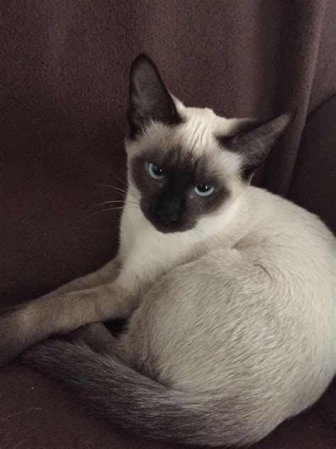 Handsome 4 Month Old Blue Eyed Seal Point Siamese His Name Is Rocket