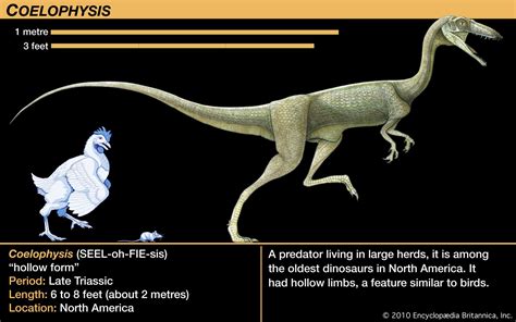 Coelophysis Triassic Carnivore Reptile Britannica