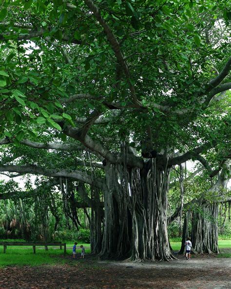 Pohon Beringin Merupakan Lambang Sila Ke Lengkap Asriportal The Best