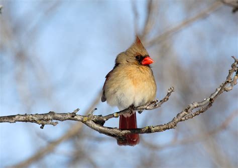 Central Texas Backyard Birds Travis Audubon