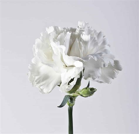 White Carnation Meaning Symbolism And Proper Occasions Az Animals