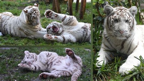 White Tiger Cubs Playing Youtube
