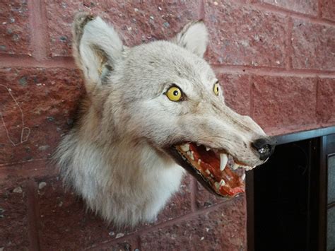 23 Prime Examples Of Taxidermy Fails So Severe They Could Hurt Your