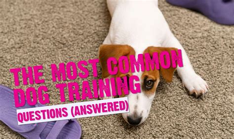 The Most Commonly Asked Dog Training Questions Answered