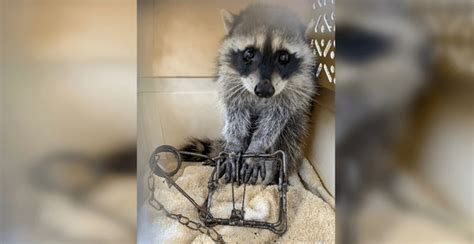 Raccoon Found With Trap Dragging From Paw In Port Coquitlam Prompts