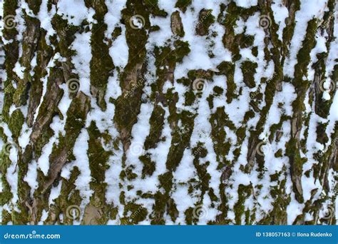 Old Bark Of Tree With A Snow Closeup In Winter Forest Stock Image