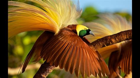Greater Bird Of Paradise Paradisaea Apoda Focusing On Wildlife