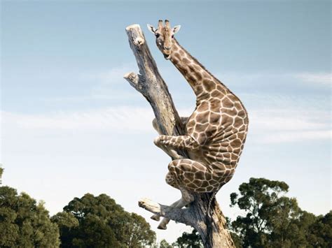 Funny Giraffe Animals Animal Wallpaper 1600x1200 83836 Wallpaperup