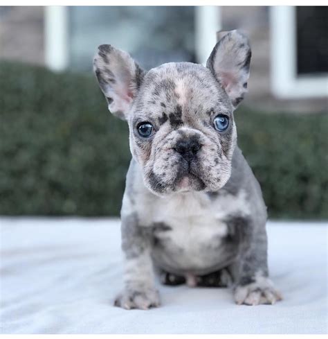 Well, thanks to our helpful guide, you can start to limit the varieties of dog foods available for you to find the right one for your beloved french bulldog. Mini French Bulldog for Sale - Top Breeders & Best Prices