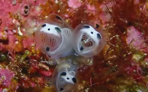 Japans Skeleton Panda Sea Squirt Is The Most Adorable New Discovery