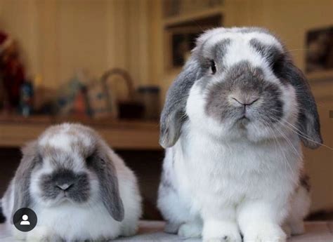 30 Cute Bunny Pictures You Have To See Today Bunnies Beauty
