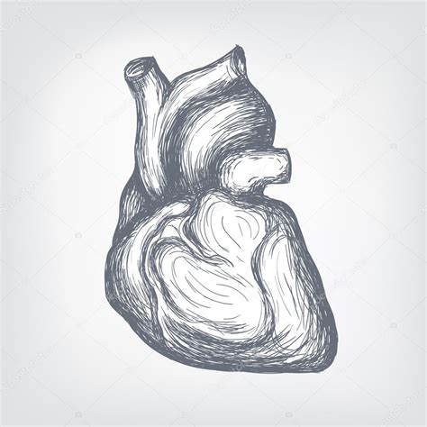 Human Heart Stock Vector By ©visualgeneration 6248078