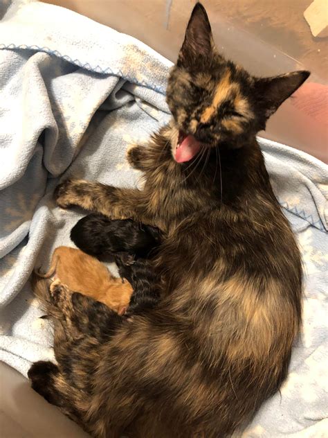 This Pregnant Stray Gave Me 7 Kittens On My Birthday Cats