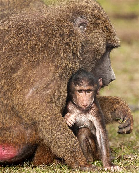 A Mothers Love Photograph By Paul Scoullar Fine Art America