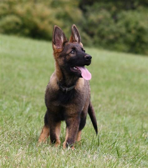 German owned and operated kennel with over twenty years experience. Black Sable German Shepherd | The third puppy I still have is the green collar black sable girl ...