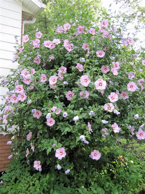 Small Rose Bushes A Complete Guide To Growing And Caring For Them