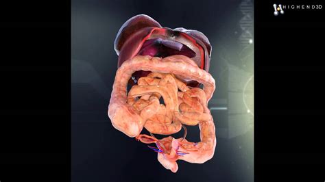 Human anatomy pictures with labels human body organs anatomy… continue reading →. Human Female Internal Organs Anatomy 3D Model From ...