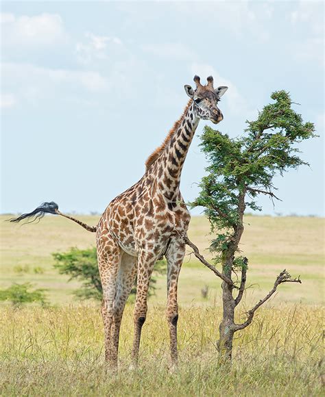 The Giraffe And The Acacia Tree Bill Lockhart Photography
