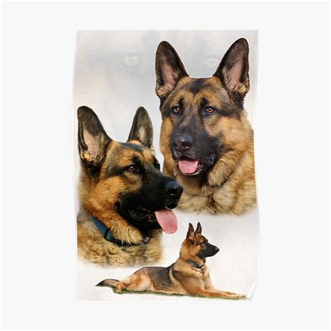 German Shepherd Collage Poster For Sale By Sandyk Redbubble
