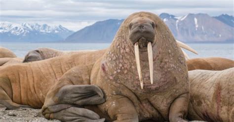Walrus Vs Elephant Seal 5 Key Differences Unianimal