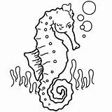 Seahorse Coloring Horse Sea sketch template